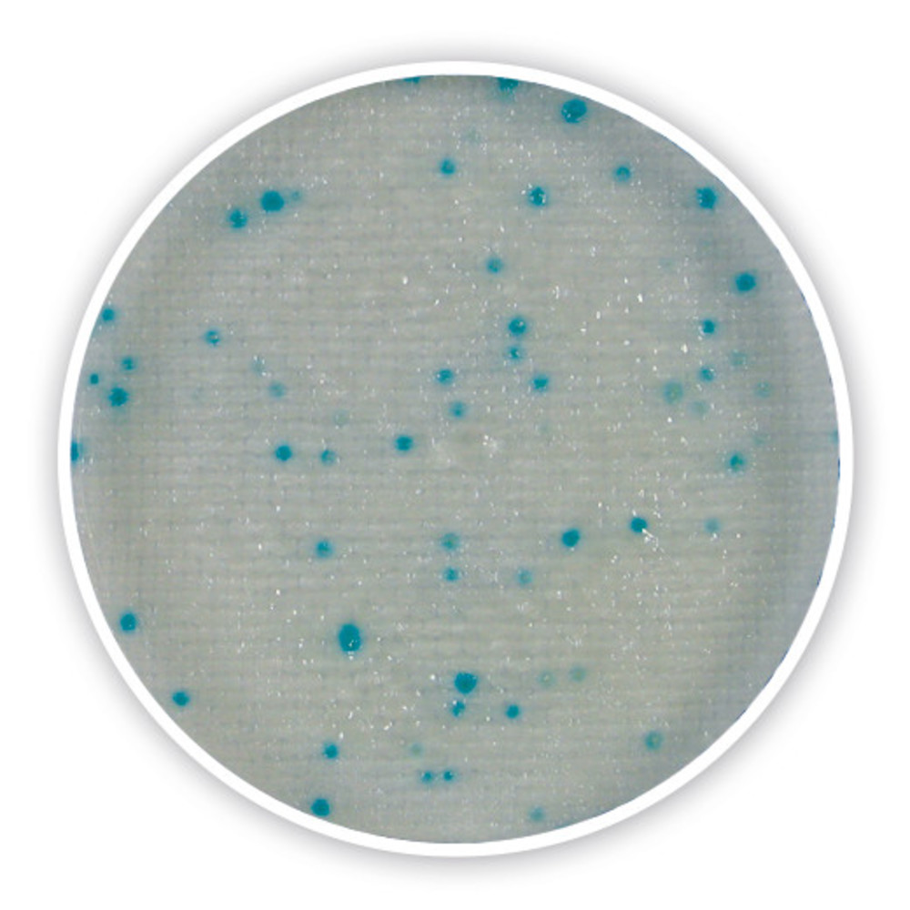 Compact Dry X-SA, sterile, for microbiology, 40 unit(s), blister