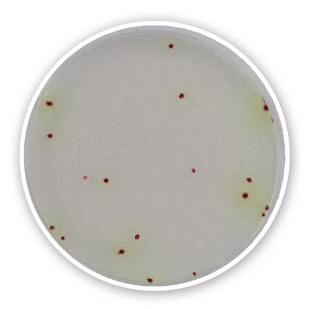 Compact Dry PA, sterile, for microbiology, 240 unit(s), blister