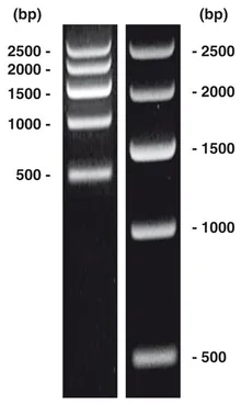 Marker ADN short-run 1, ADN-ladder (liofilizat), 50 µg, plastic