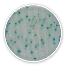 Compact Dry X-BC, steril, pentru microbiologie, 240 buc., blister
