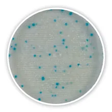 Compact Dry X-SA, steril, pentru microbiologie, 40 buc., blister