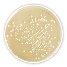Agar CASO, granulat, pentru microbiologie, 500 g, plastic
