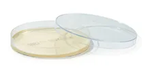 ROTI®Plate90 CASO, gata de utilizare, steril, 10 bucăți, cutie