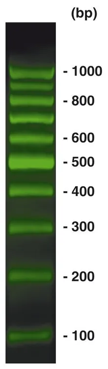 Marker ADN 100 bp BrightGreen, gata de utilizare, pre-colorat, 500 µl, plastic