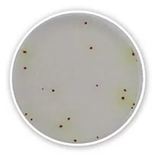 Compact Dry PA, steril, pentru microbiologie, 240 buc., blister