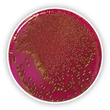ROTI®Plate90 Endo, ISO 11133, pentru microbiologie, 10 buc., cutie