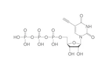 5-Etinil-UTP, ", 10 µl, plastic