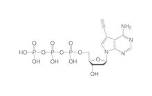 Alkin-dATP, ", 500 µl, plastic