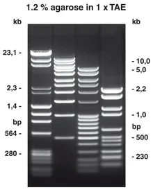 Agaroză NEEO ultra-calitate, 100 g, electroendosmoză scăzută (EEO = 0.05-0.13)