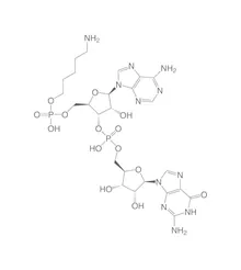 Amino-hexynyl-pApG, min. 95 %, 50 µl, plastic