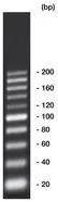 20 bp-ADN-Ladder,, gata de utilizare, neprecolorat, 500 µl, plastic