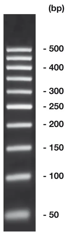 50 bp-ADN-Ladder,, gata de utilizare, neprecolorat, 500 µl, plastic