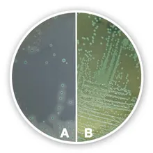 Agar cromogenic Listeria (Bază), ISO 11290,2004, ISO 11133, 500 g, plastic