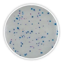 Compact Dry EC, steril, pentru microbiologie, 240 unități, blister