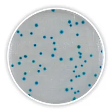 Compact Dry CF, steril, pentru microbiologie, 240 unități, blister