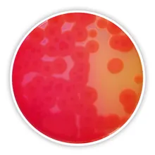 Agar Manitol Gălbenuș de Ou Polimixină (Bază), pentru microbiologie, 500 g, plastic