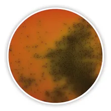 Agar Palcam Listeria (Bază), ISO 11290-1, pentru microbiologie, 500 g, plastic