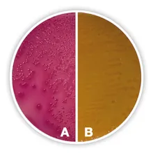Agar Sorbitol MacConkey, ISO 11133, ISO 16654, 500 g, plastic