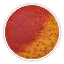 Agar Selectiv Yersinia (Bază), ISO 10273, ISO 11133, pentru microbiologie, 500 g