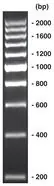 200 bp-DNA-Ladder, gata de utilizare, neprecolorat, 500 µl, plastic
