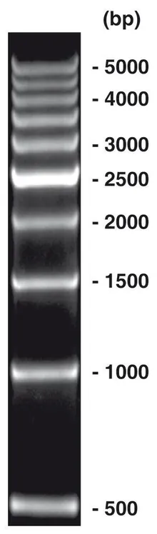 500 bp-DNA-Ladder, gata de utilizare, neprecolorat, 500 µl, plastic