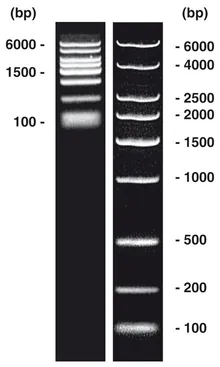 Marker ADN short-run extins, scară ADN (liofilizată), 50 µg, plastic