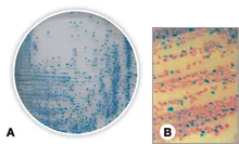Agar Cromogenic pentru Coliformi, pentru microbiologie, 525 g, plastic