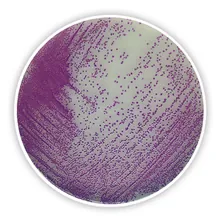 Agar Cromogenic pentru Salmonella, pentru microbiologie, 100 g, plastic