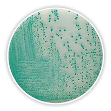 Agar Cromogenic TBX, ISO 16649-2 și -3, pentru microbiologie, 500 g, plastic