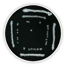 Agar Legionella (Bază), ISO 11731, ISO 11133, 500 g, plastic