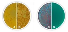Agar TTC Chapman, DEV, cu sodiu, heptadecilsulfat, DEV, ISO 11133,, 500 g