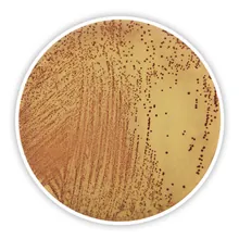 Mediu Slanetz-Bartley (cu clorură de tetrazoliu), DEV, ISO 7899-2,2000, 500 g