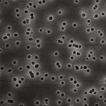 Filtre cu membrană din policarbonat, albe Ø 90 mm, dimensiune pori 0.4 µm, 30 bucăți