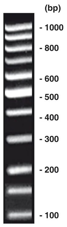 100 bp-DNA-Ladder egalizat, DNA-ladder (liofil.) + încărcare gel, 20 µg, plastic