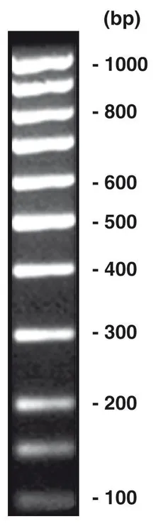 100 bp-DNA-Ladder echimolar, DNA-ladder (liofil.) + încărcare gel, 50 µg, plastic
