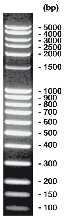 100 bp-DNA-Ladder extins, DNA-ladder (liofil.) + încărcare gel, 50 µg, plastic