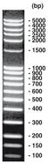 100 bp-DNA-Ladder extins, DNA-ladder (liofil.) + încărcare gel, 200 µg, plastic
