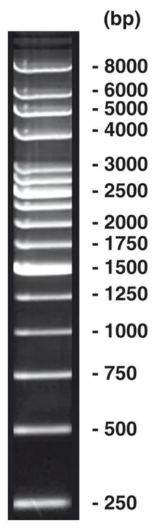 ADN-Ladder 250 bp, ADN-ladder (liofil.) + încărcare gel, 50 µg, plastic