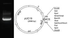 ADN plasmidic pUC19, liofilizat, 50 µg, plastic