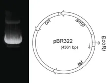 ADN plasmidic pBR322, liofilizat, 50 µg, plastic