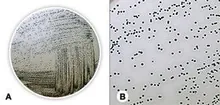 Agar Baird Parker (Bază), ISO 11133, ISO 6888, ISO 22718, 500 g, plastic