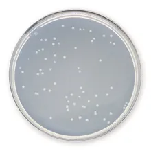 Agar Plate Count, APHA, ISO 4833,2003, ISO 11133, ISO 4833,2003, APHA, 1 kg