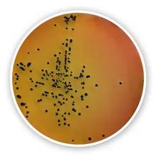 Agar Salmonella-Shigella, pentru microbiologie, 500 g, plastic