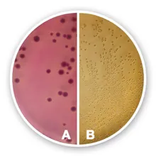 Agar bilă roșie violet cu glucoză, ISO 4832, ISO 11133, pentru microbiologie, 500 g