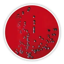 Agar XLD, pentru microbiologie, 1 kg, plastic