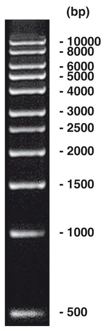 Marker ADN 1 kbp, marker ADN (liofil.) + încărcare gel, 50 µg, plastic
