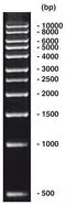 Marker ADN 1 kbp, marker ADN (liofil.) + încărcare gel, 200 µg, plastic