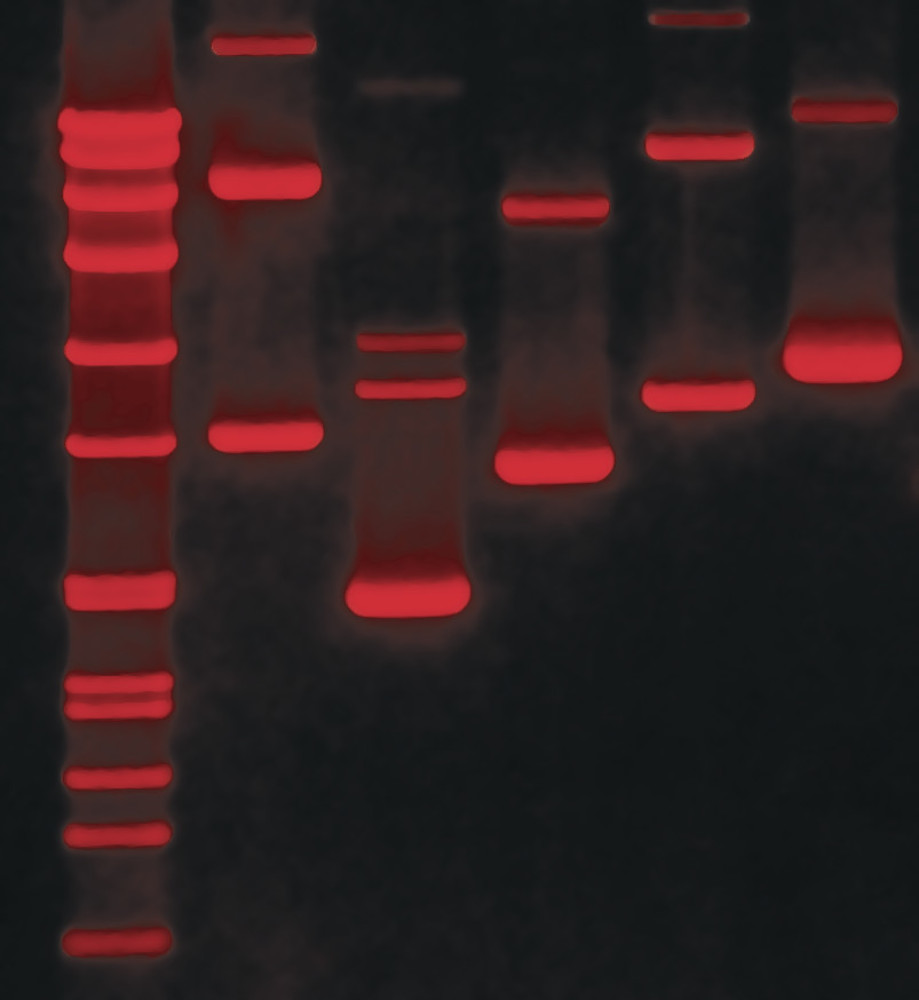 ROTI®GelStain Red Eco, for electrophoresis, 5 ml, plastic