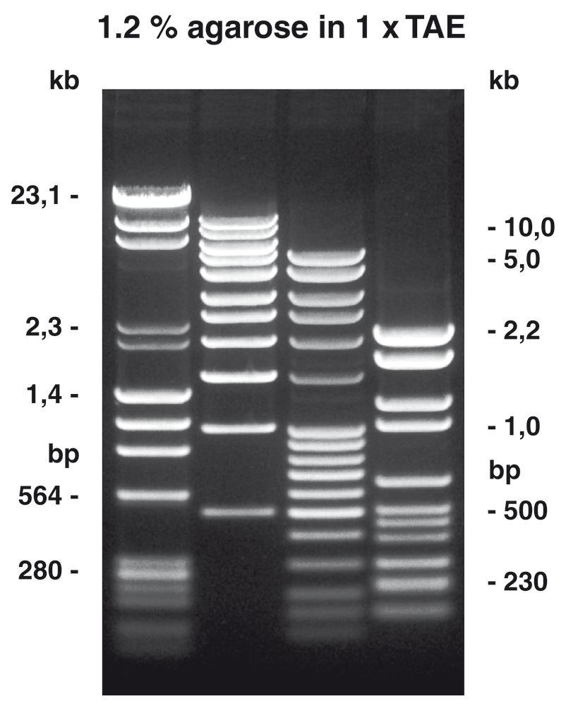 Agarose NEEO ultra-quality, 500 g, low electroendosmosis (EEO = 0.05-0.13)