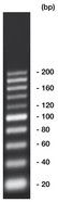 20 bp-DNA-Ladder,, ready-to-use, not pre-dyed, 500 µl, plastic